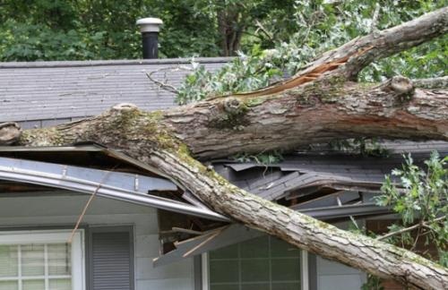 Image for Stein Tree Service with ID of: 1178343