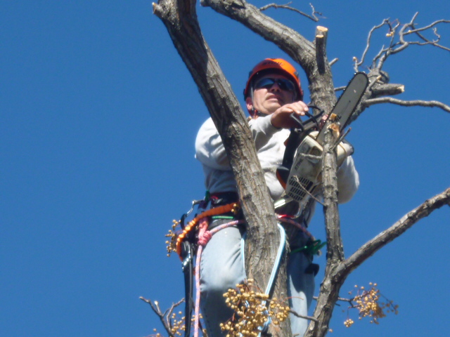 Image for Patriot Tree Service with ID of: 1180059
