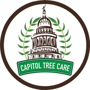 Image for Capitol Tree Care with ID of: 1181347