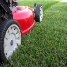 Image for Polk Lawn with ID of: 1182436