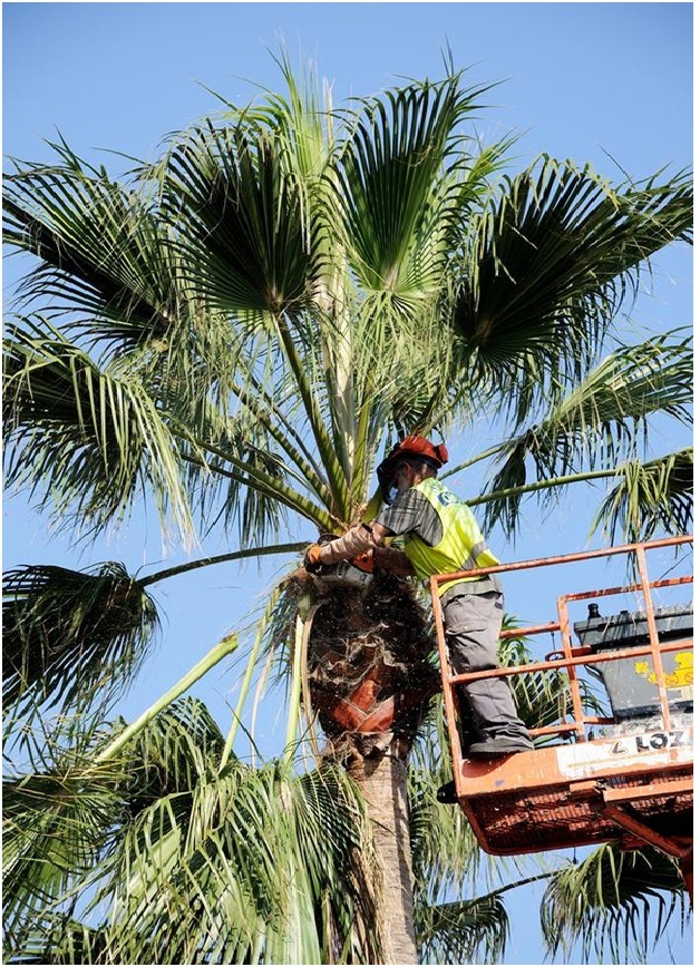 Image for South West Tree Service with ID of: 1182551