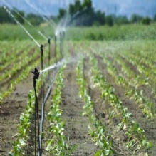 Image for Feed & Seed Station with ID of: 1184053