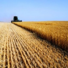 Image for Feed & Seed Station with ID of: 1184055