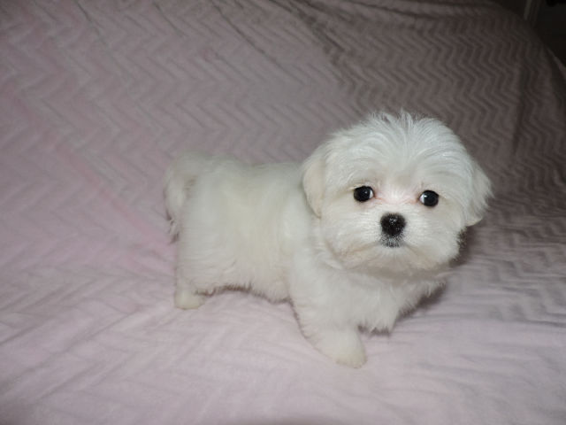 Image for Adorable smart teacup Maltese puppies with ID of: 1186238