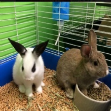 Image for Steve's Pet Shop with ID of: 1187722