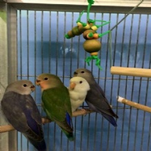 Image for Steve's Pet Shop with ID of: 1187729