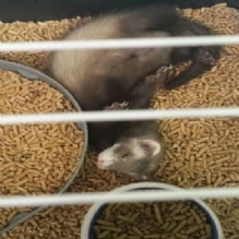 Image for Steve's Pet Shop with ID of: 1187730
