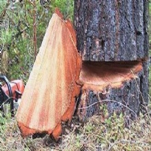 Image for AAffordable Sonshine State Trees, Inc. with ID of: 1188597