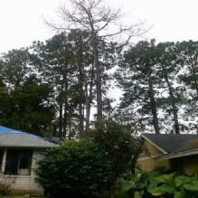 Image for AAffordable Sonshine State Trees, Inc. with ID of: 1188598