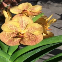 Image for Banjong Orchids with ID of: 1188947