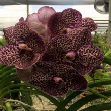 Image for Banjong Orchids with ID of: 1188948