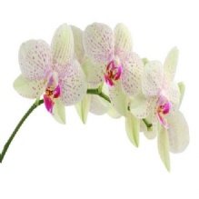 Image for Banjong Orchids with ID of: 1188949