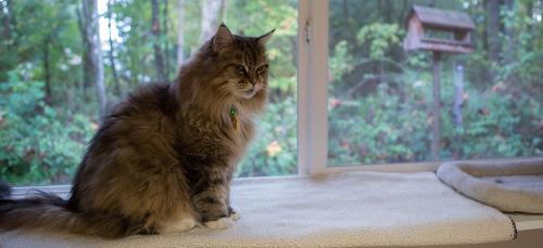 Image for Cat Country Resort LLC with ID of: 1191068