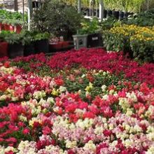 Image for Plant World with ID of: 1193550