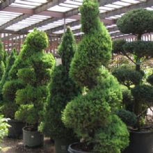 Image for Plant World with ID of: 1193564