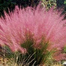 Image for Plant World with ID of: 1193571