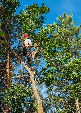 Image for Perfect Ascent Tree Service with ID of: 1194890