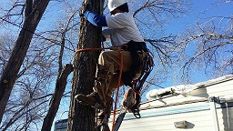 Image for Perfect Ascent Tree Service with ID of: 1194891
