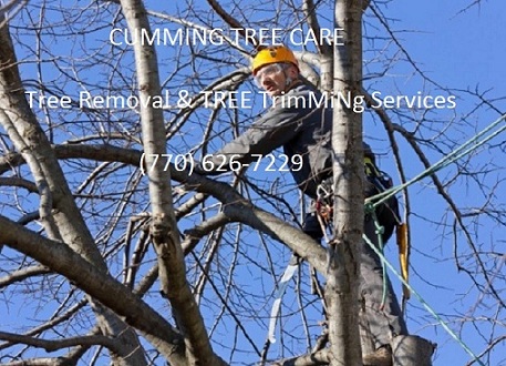 Image for Cumming Tree Care with ID of: 1197828