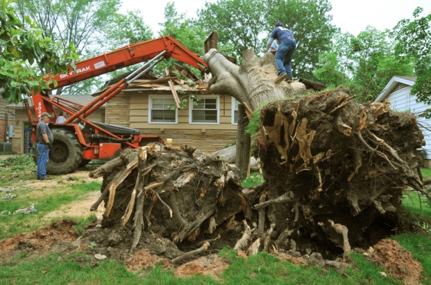 Image for Cumming Tree Care with ID of: 1197832