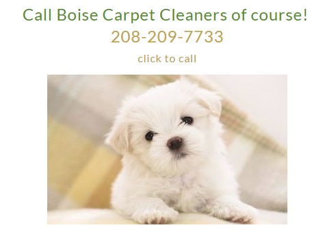 Image for Boise's Carpet Cleaners with ID of: 1199844