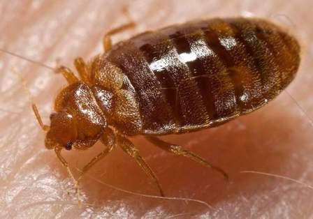 Image for Freedom Pest Control, LLC with ID of: 1199877