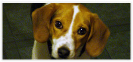 Image for Freedom Pest Control, LLC with ID of: 1199879
