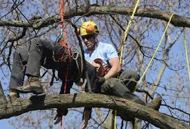 Image for Tree Arborist with ID of: 1201947