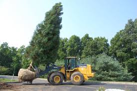 Image for Tree Transplanting Service with ID of: 1202213