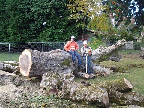 Image for Hofmeister Tree Service LLC with ID of: 1202370