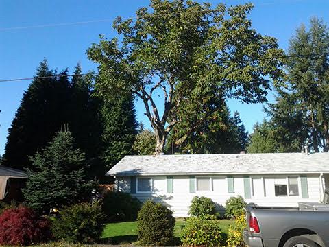Image for Hofmeister Tree Service LLC with ID of: 1202383