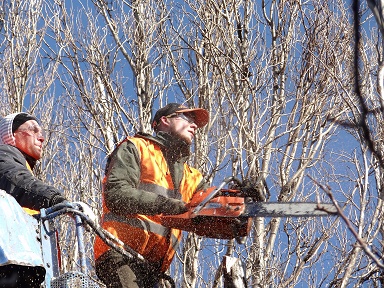 Image for Tree Service Pros VA Beach with ID of: 1204683