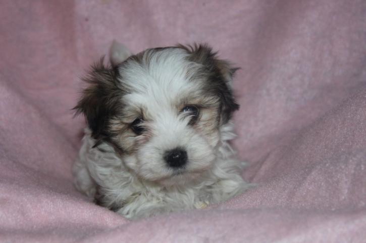 Image for Central PA puppies with ID of: 1206338