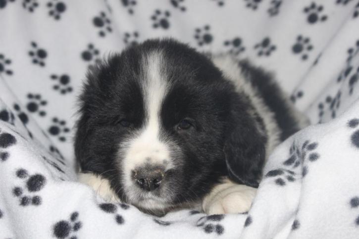 Image for Central PA puppies with ID of: 1206339