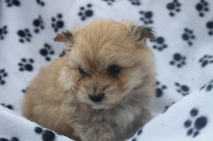Image for Central PA puppies with ID of: 1206340