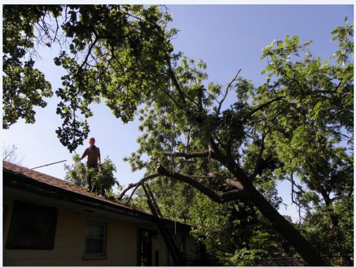 Image for Seattle City Tree Service with ID of: 1207397