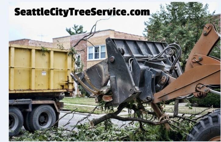 Image for Seattle City Tree Service with ID of: 1207411