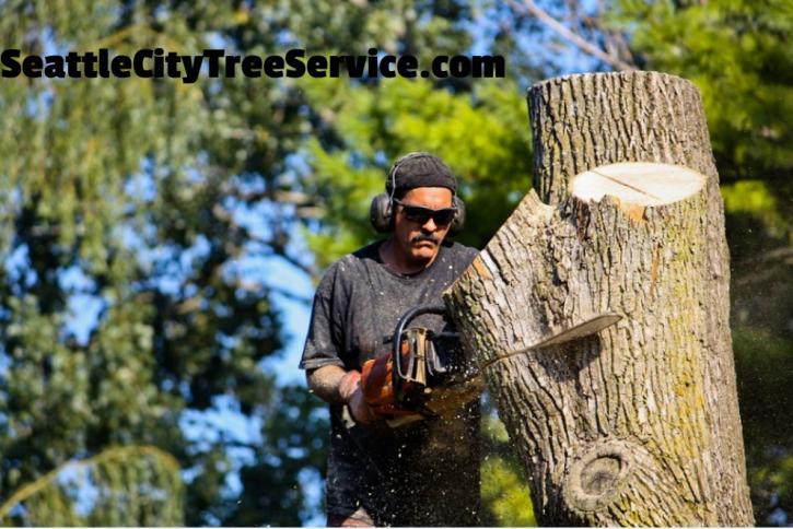 Image for Seattle City Tree Service with ID of: 1207421
