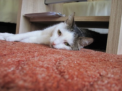 Image for Carpet Cleaning Petaluma with ID of: 1207857