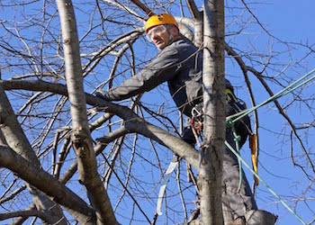 Image for Scranton Tree Service with ID of: 1208357