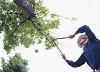 Image for Scranton Tree Service with ID of: 1208366