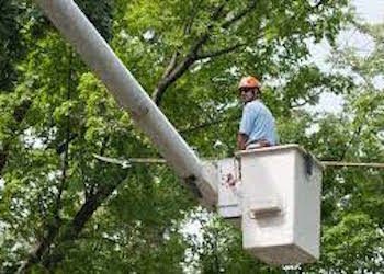 Image for Scranton Tree Service with ID of: 1208369