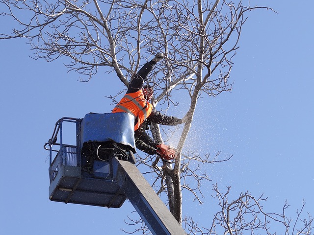 Image for Tree Fixer with ID of: 1208797