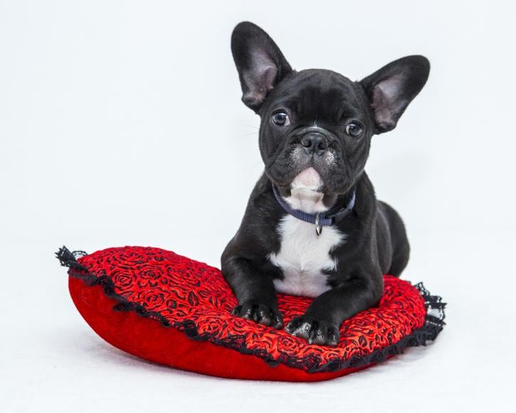 Image for Mobile Dog Grooming Phoenix with ID of: 1208900