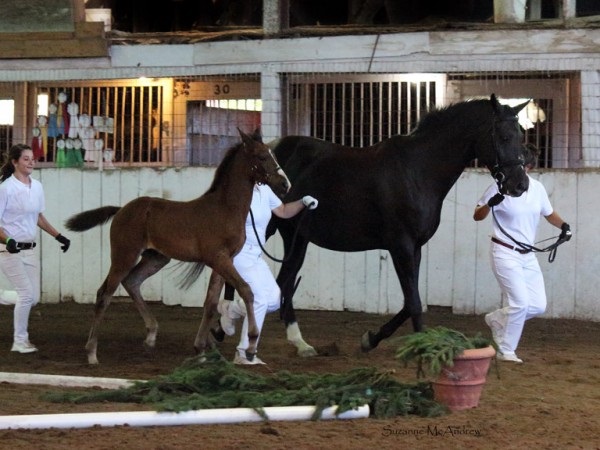 Image for Darien Equestrian Center with ID of: 1211083