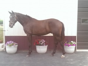 Image for Darien Equestrian Center with ID of: 1211087
