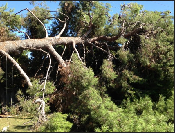 Image for Best Waco Tree Service with ID of: 1212263