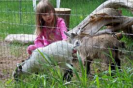Image for Goat fencing services with ID of: 1215515