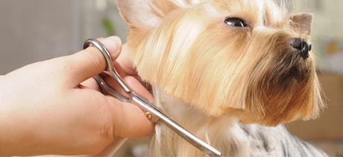 Image for The Country Kennel Inc. with ID of: 1216438