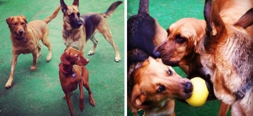Image for The Country Kennel Inc. with ID of: 1216439